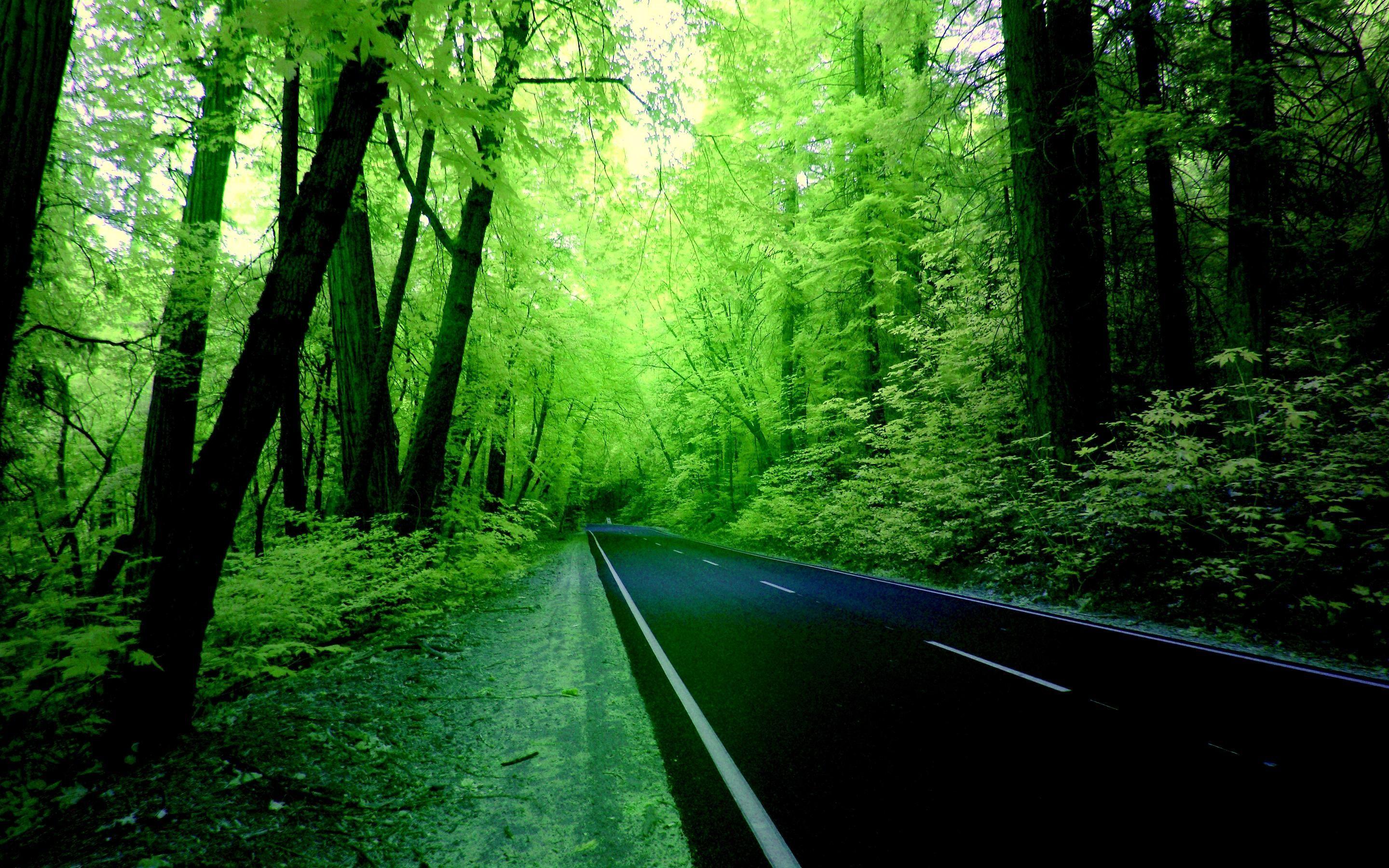 Forest Image